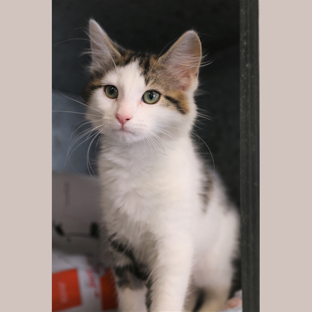 Photo of Canneloni