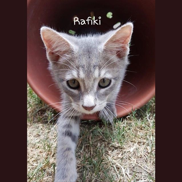 Photo of Rafiki