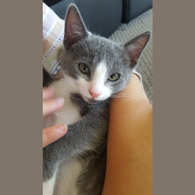 Photo of Ash