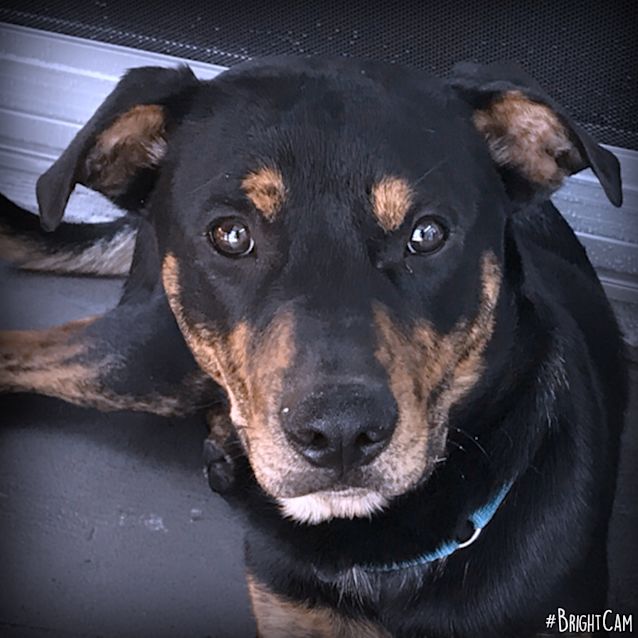 Photo of Buddy ** Loyal Loving Pup **