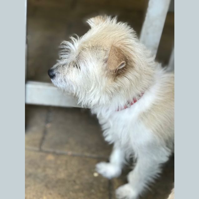 Photo of Romeo 