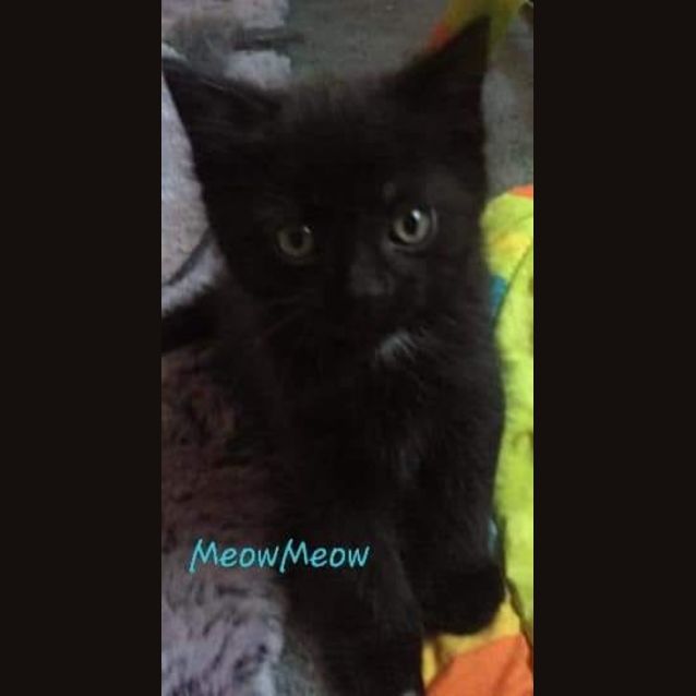 Photo of Meow Meow
