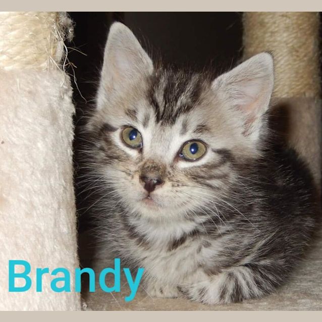 Photo of Brandy
