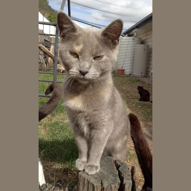 Photo of Blossom