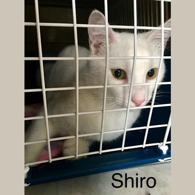 Photo of Shiro