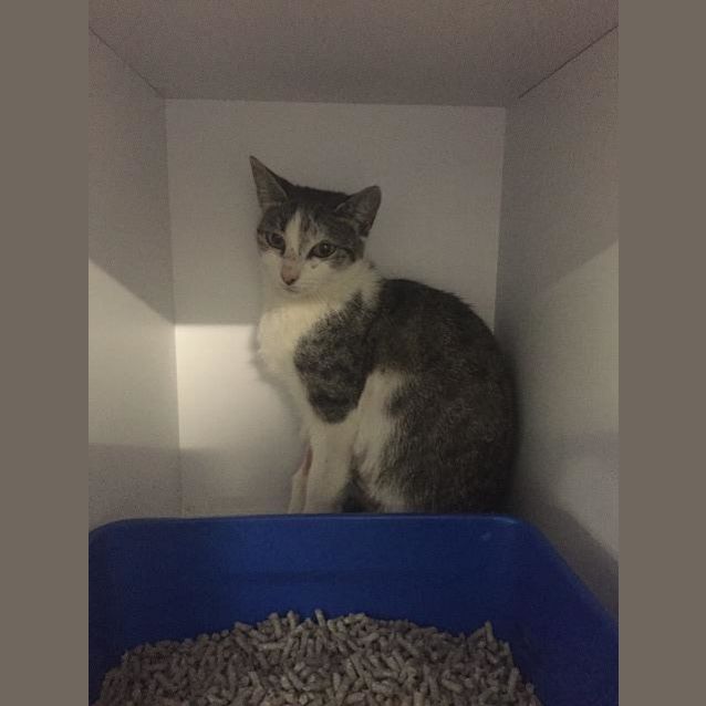 Photo of Tulip