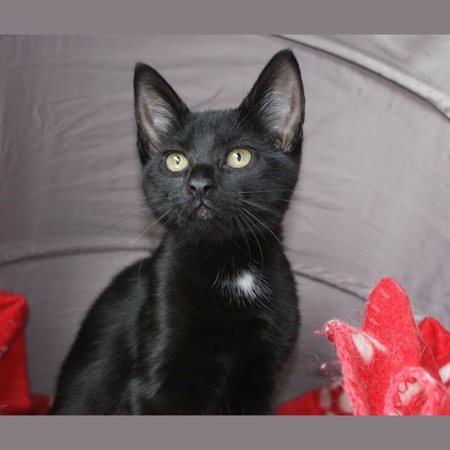 Photo of Nixy