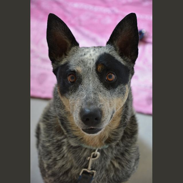 Photo of Stella