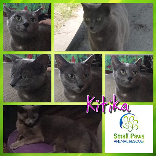 Photo of Kitika