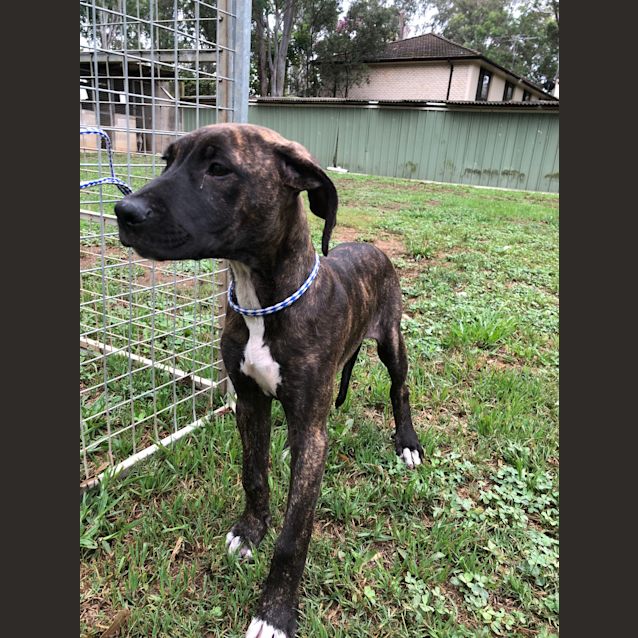 Photo of 1081 Bridget 