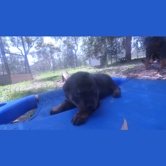 Photo of Male Rotties