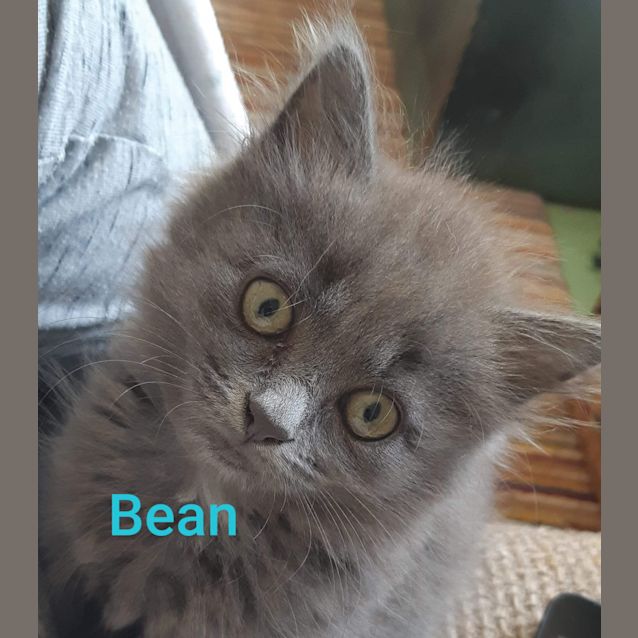 Photo of Bean