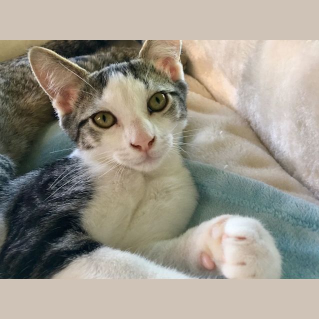 Photo of Huckleberry