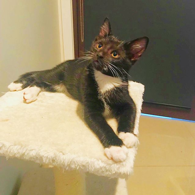 Photo of Socks