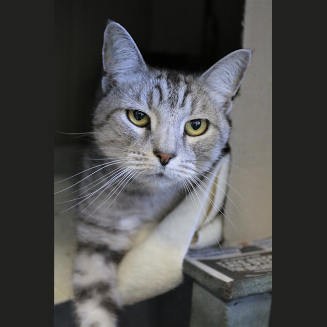 Photo of Mr Tibbs