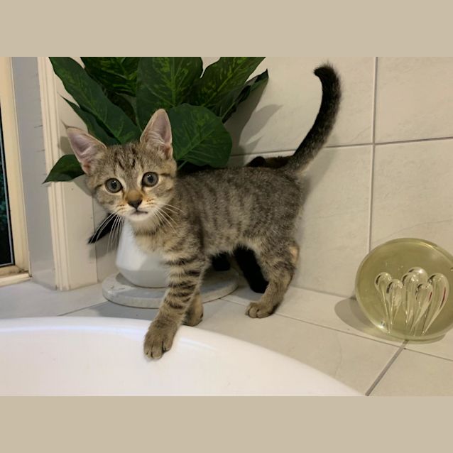 Photo of Chester ^^Dandy Cat Rescue^^