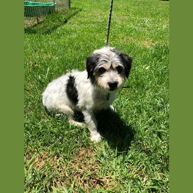 Photo of 1088 Scruffy