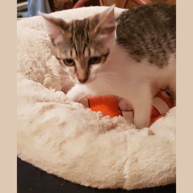Photo of Linus 
