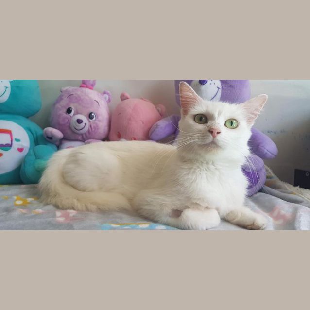 Photo of Diamond 