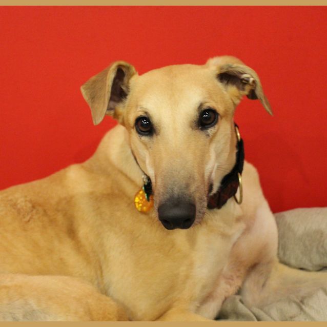 Photo of Clyde. Melbourne