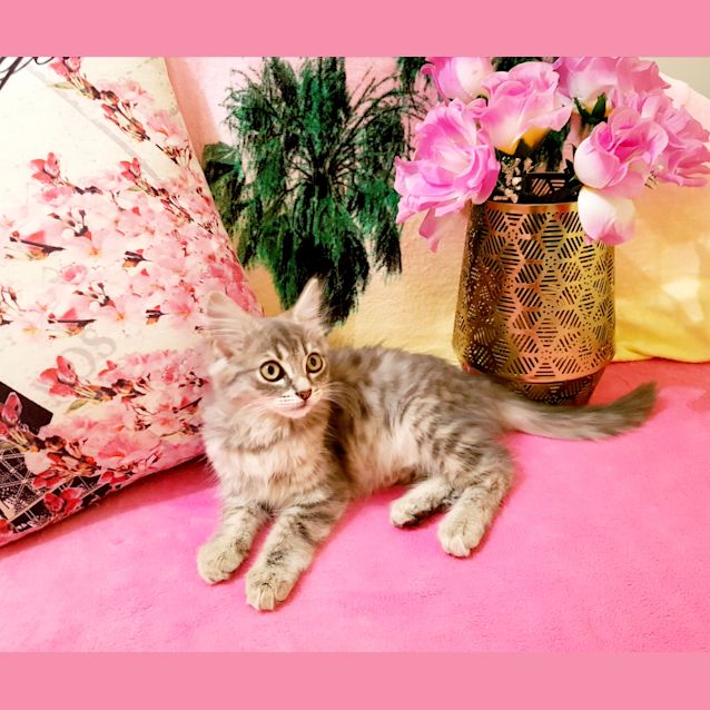 Photo of Romeo