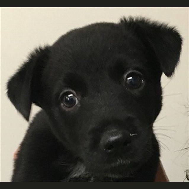 Photo of Sadie