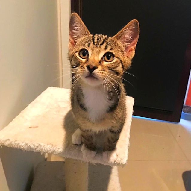 Photo of Truffle