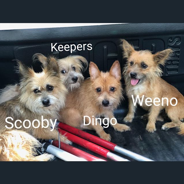 Photo of Scooby Keepers Dingo Weeno