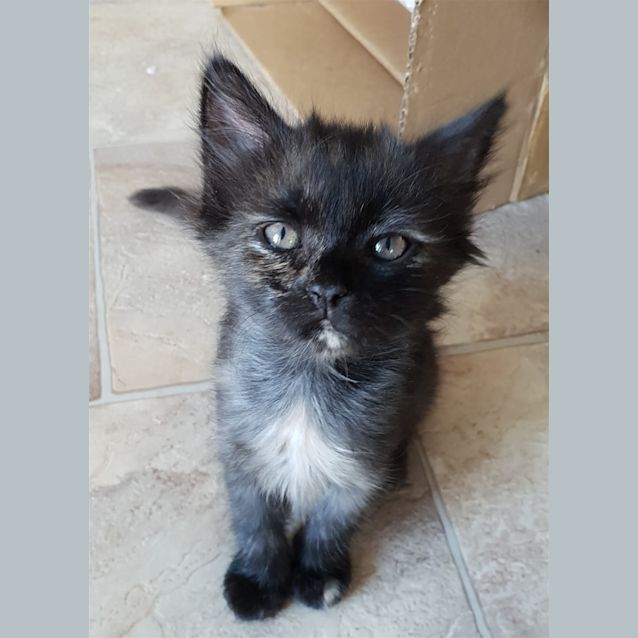 Photo of Opal