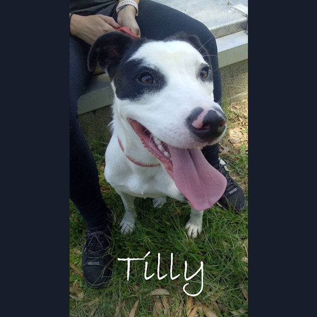 Photo of Tilly