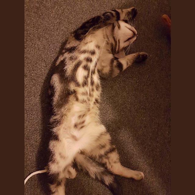 Photo of Gizmo