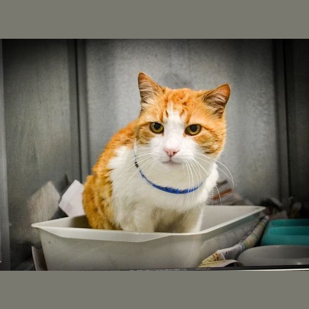 Photo of Garfield (5730)