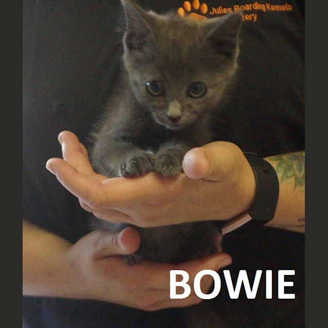 Photo of Bowie
