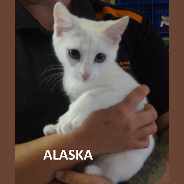 Photo of Alaska