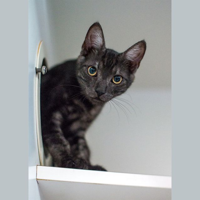 Photo of Jetson