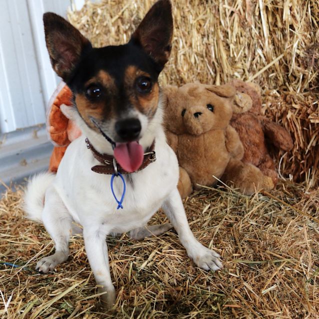 Photo of Flossy ~ Mini Fox Terrier (On Trial 28/1/19)