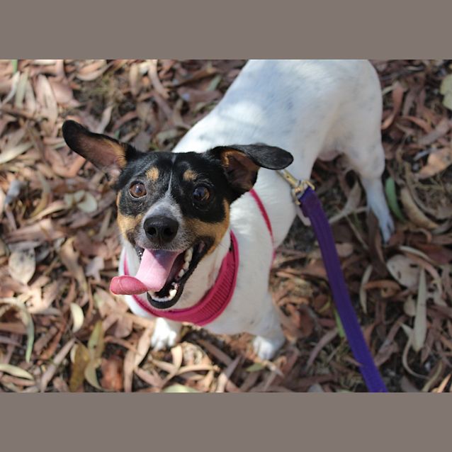 Photo of Digger