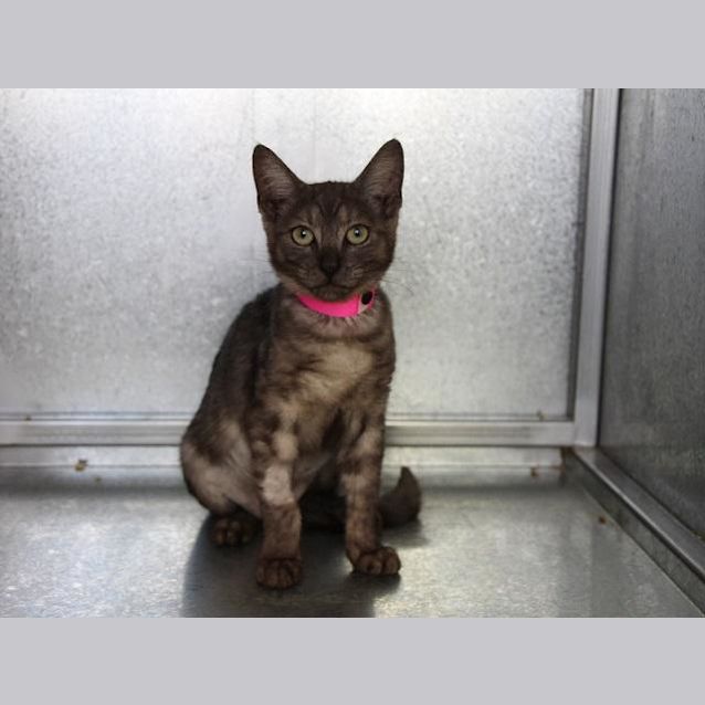 Photo of Ashleigh (4557)