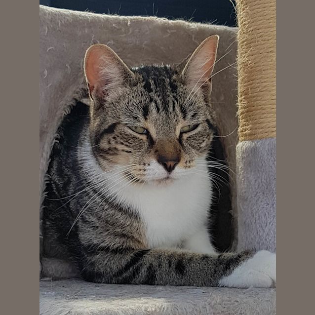Photo of Tails