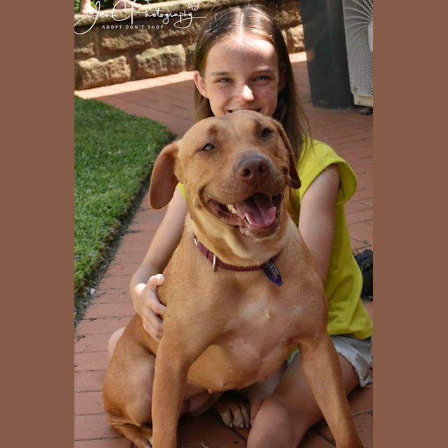 Photo of Coco ** Beautiful Natured Pup **