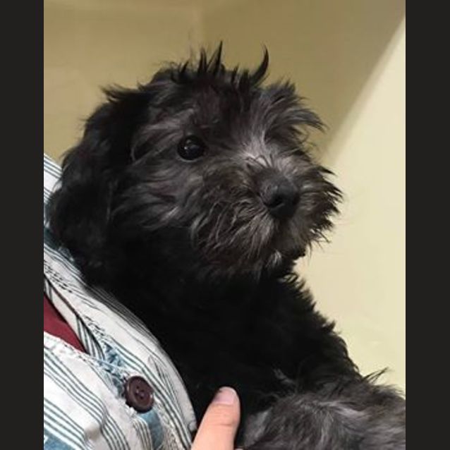 Photo of Maverick
