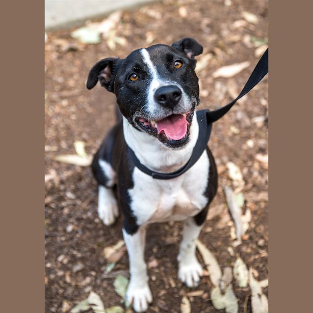 Photo of Roxy