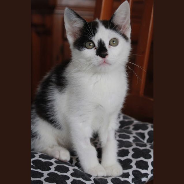 Photo of Henry