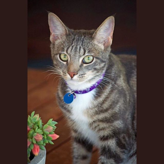 Photo of Kova