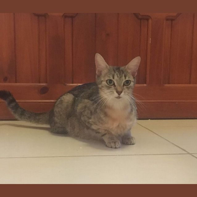 Photo of Mimos
