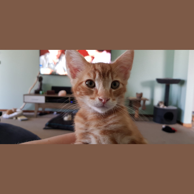 Photo of Toby