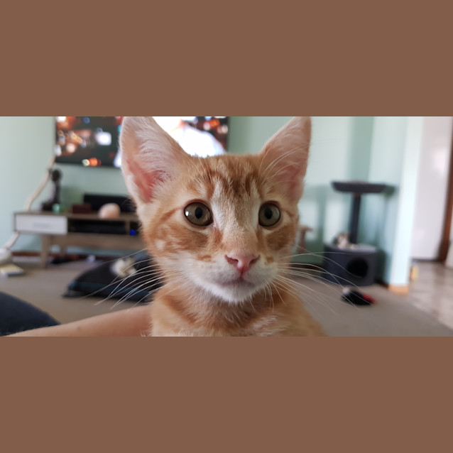 Photo of Toby