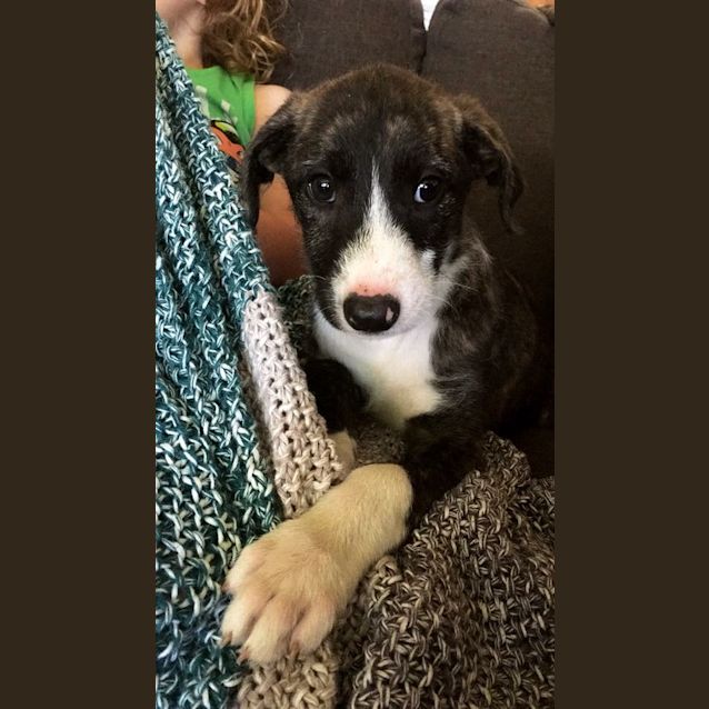 Photo of Gypsy