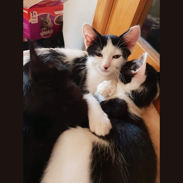 Photo of Smudge