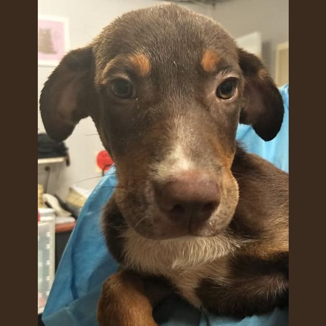 Photo of Pepper